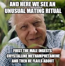 AND HERE WE SEE AN UNUSUAL MATING RITUAL FIRST THE MALE INGESTS  CRYSTALLINE METHAMPHETAMINE AND THEN HE FLAILS ABOUT | made w/ Imgflip meme maker