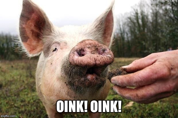 TrufflePig | OINK! OINK! | image tagged in trufflepig | made w/ Imgflip meme maker