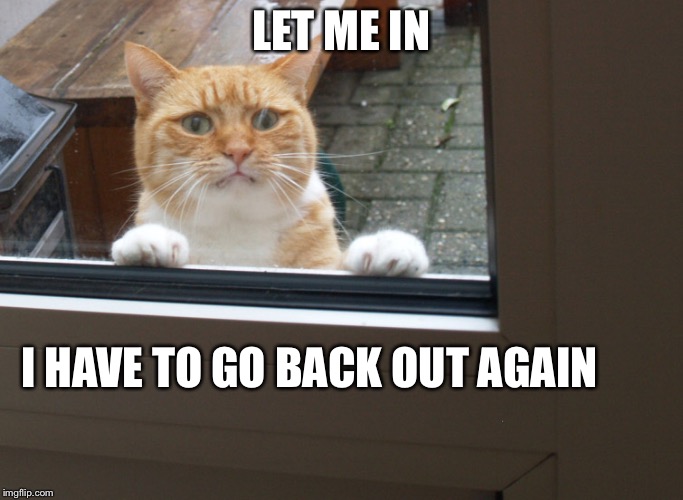 The door into summer | LET ME IN; I HAVE TO GO BACK OUT AGAIN | image tagged in cat wants in,memes | made w/ Imgflip meme maker