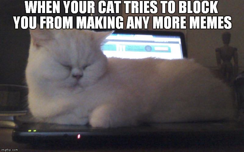 Alba the meme blocker | WHEN YOUR CAT TRIES TO BLOCK YOU FROM MAKING ANY MORE MEMES | image tagged in alba,cat,cats,you shall not pass,block,blocked | made w/ Imgflip meme maker