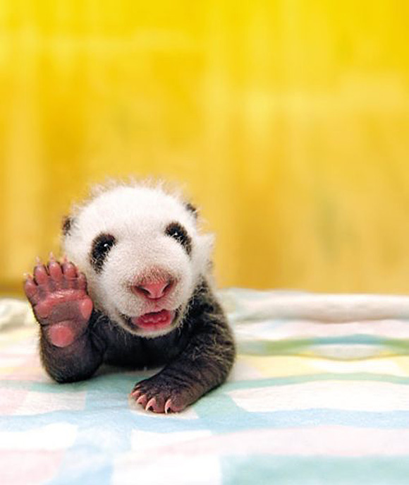 Tiny Cute Baby Panda Waves Blank Meme Template