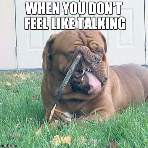 Meh | WHEN YOU DON'T FEEL LIKE TALKING | image tagged in meh,dog,funny dogs,stick,big mouth,funny face | made w/ Imgflip meme maker