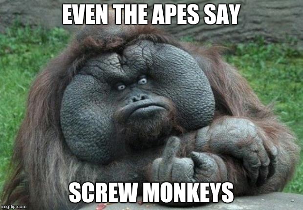 animal | EVEN THE APES SAY; SCREW MONKEYS | image tagged in animal | made w/ Imgflip meme maker