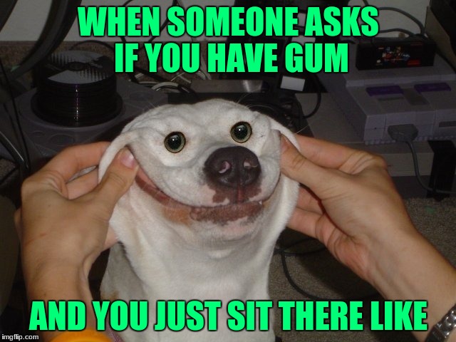 Do you has gum? | WHEN SOMEONE ASKS IF YOU HAVE GUM; AND YOU JUST SIT THERE LIKE | image tagged in gumball watterson,funny dog | made w/ Imgflip meme maker