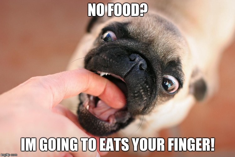 you think you're hungry?? think again | NO FOOD? IM GOING TO EATS YOUR FINGER! | image tagged in animals,dogs | made w/ Imgflip meme maker