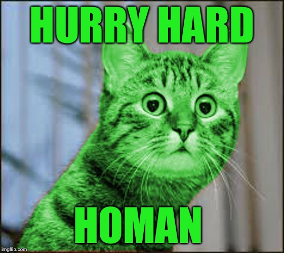 RayCat WTF | HURRY HARD; HOMAN | image tagged in raycat wtf,memes,homan,curling | made w/ Imgflip meme maker