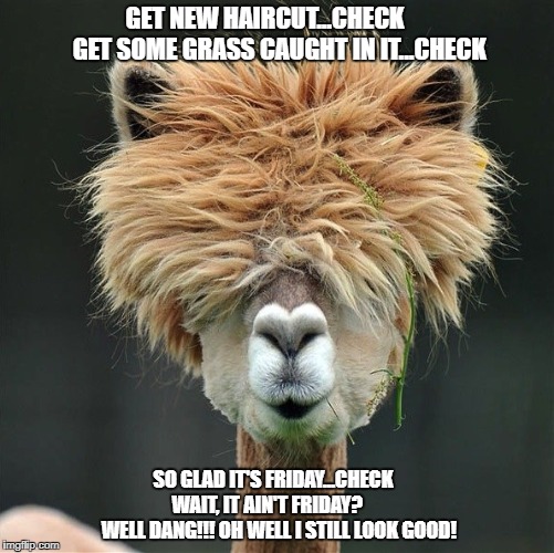 Llama Thursday Meme | GET NEW HAIRCUT...CHECK
     GET SOME GRASS CAUGHT IN IT...CHECK; SO GLAD IT'S FRIDAY...CHECK      WAIT, IT AIN'T FRIDAY?
         WELL DANG!!! OH WELL I STILL LOOK GOOD! | image tagged in llama thursday meme | made w/ Imgflip meme maker
