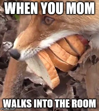 BREAD | WHEN YOU MOM; WALKS INTO THE ROOM | image tagged in bread fox,bread,fox,animals,funny animals,mom | made w/ Imgflip meme maker