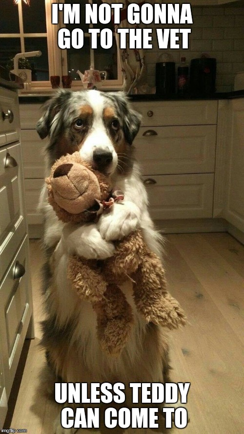 Scared puppy | I'M NOT GONNA GO TO THE VET; UNLESS TEDDY CAN COME TO | image tagged in scared puppy | made w/ Imgflip meme maker