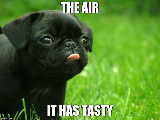 Derpy Puppy! | THE AIR; IT HAS TASTY | image tagged in derpy puppy | made w/ Imgflip meme maker