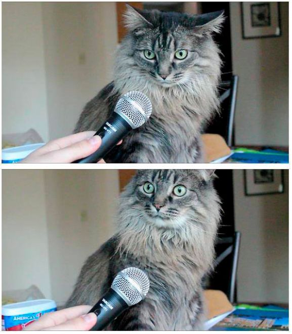 High Quality cat and microphone Blank Meme Template