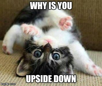 kitten fall | WHY IS YOU; UPSIDE DOWN | image tagged in kitten fall | made w/ Imgflip meme maker