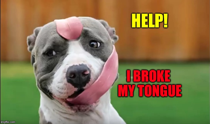 Tongue tied. | HELP! I BROKE MY TONGUE | image tagged in dog,memes,funny,tongue | made w/ Imgflip meme maker