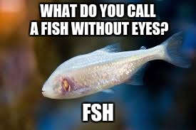 joke | WHAT DO YOU CALL A FISH WITHOUT EYES? FSH | image tagged in fish,funny | made w/ Imgflip meme maker