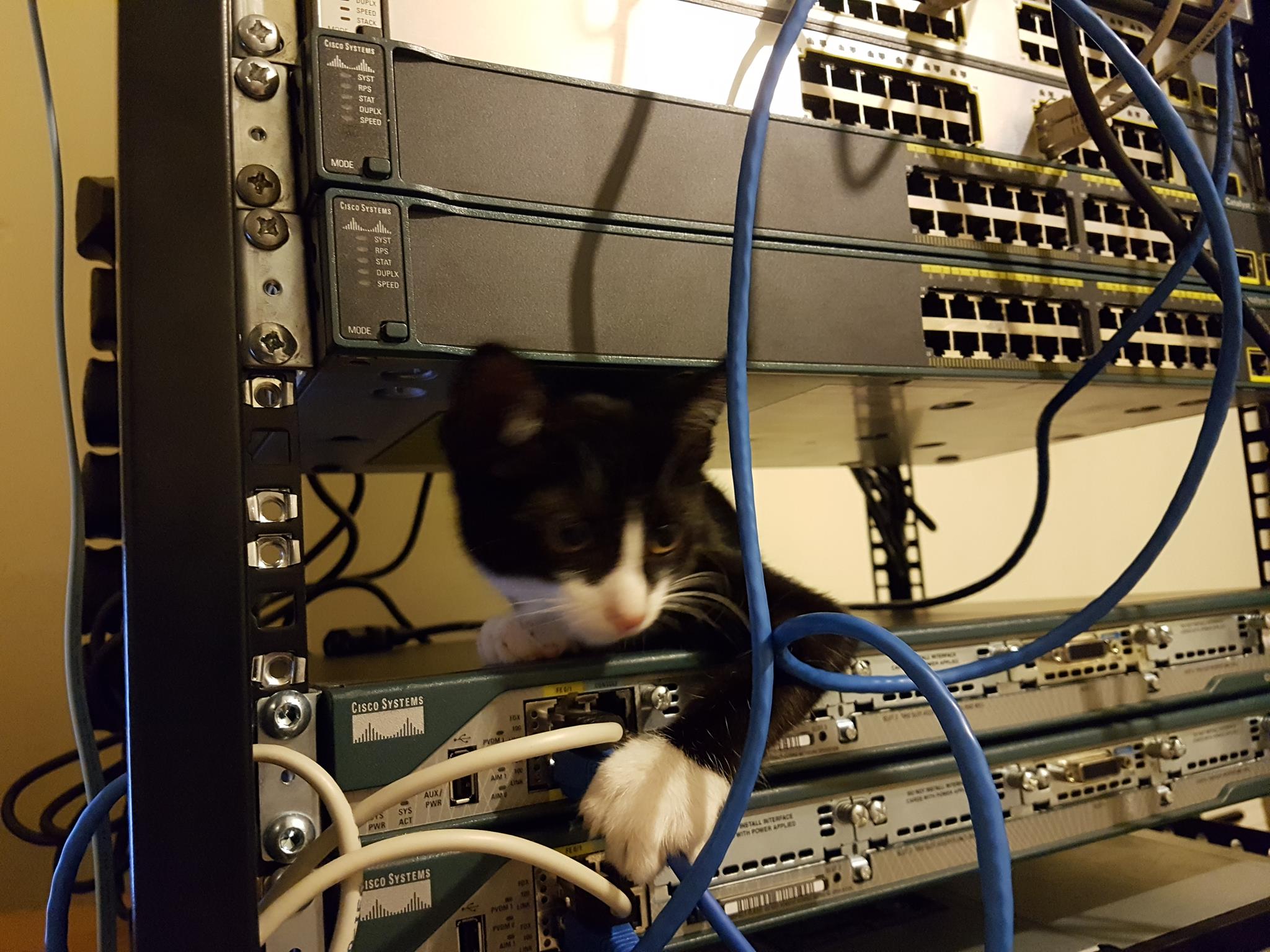 Network cat Blank Meme Template