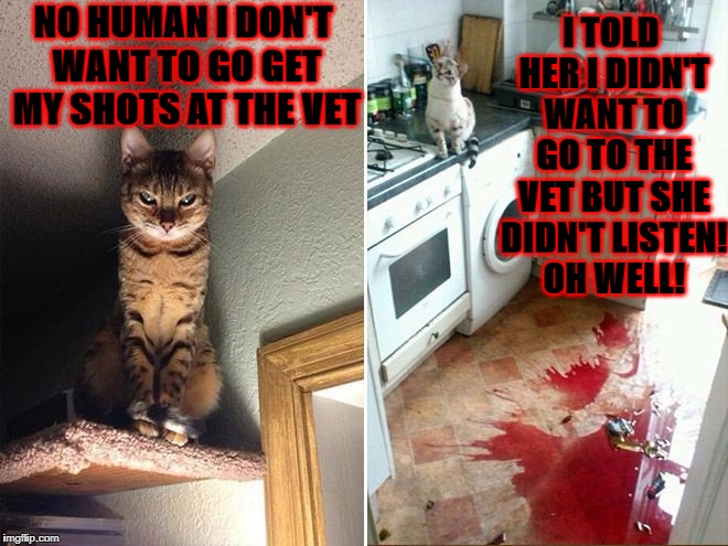 I TOLD HER I DIDN'T WANT TO GO TO THE VET BUT SHE DIDN'T LISTEN! OH WELL! NO HUMAN I DON'T WANT TO GO GET MY SHOTS AT THE VET | image tagged in psychopath cat | made w/ Imgflip meme maker