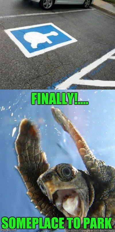 Turtle parking | FINALLY!.... SOMEPLACE TO PARK | image tagged in turtle,parking,pipe_picasso | made w/ Imgflip meme maker