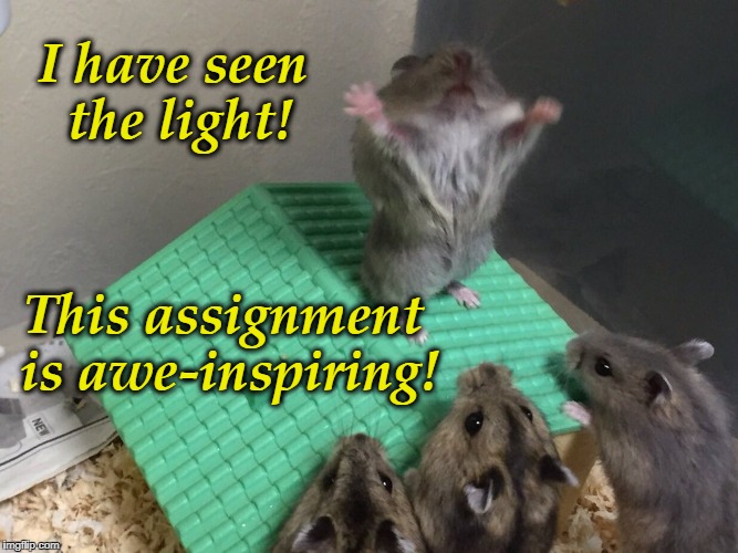 Hamster King of the Mountain | I have seen the light! This assignment is awe-inspiring! | image tagged in hamster king of the mountain | made w/ Imgflip meme maker