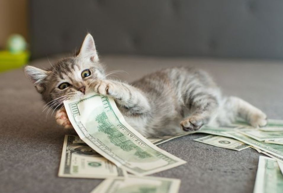 High Quality Cash Kitteh Blank Meme Template