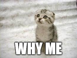Sad Cat | WHY ME | image tagged in memes,sad cat | made w/ Imgflip meme maker