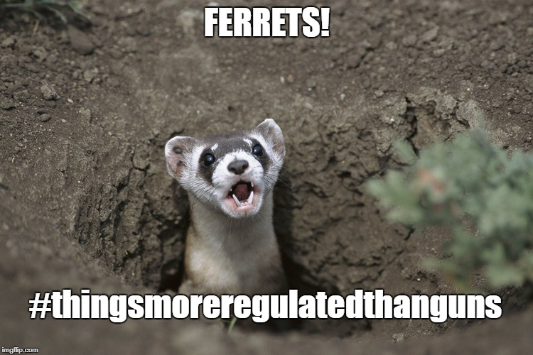 fuck off ferret | FERRETS! #thingsmoreregulatedthanguns | image tagged in fuck off ferret | made w/ Imgflip meme maker