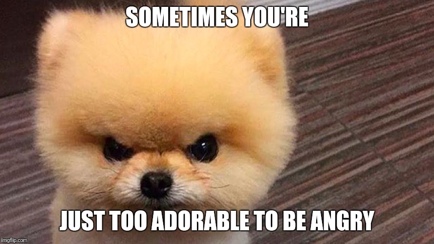 SOMETIMES YOU'RE; JUST TOO ADORABLE TO BE ANGRY | image tagged in memes,angry dog | made w/ Imgflip meme maker