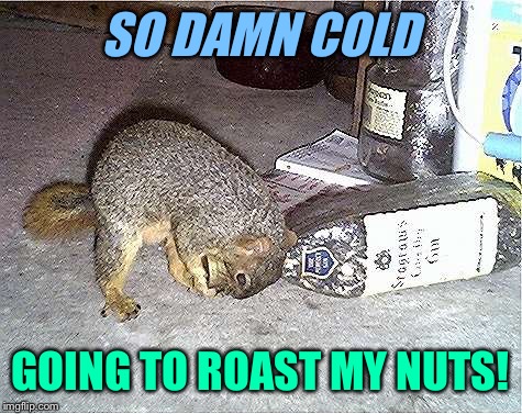 Frustrated Squirrel | SO DAMN COLD GOING TO ROAST MY NUTS! | image tagged in frustrated squirrel | made w/ Imgflip meme maker
