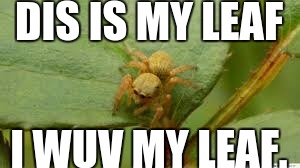 Dis is spider's leaf. | DIS IS MY LEAF; I WUV MY LEAF. | image tagged in spider on leaf,cute | made w/ Imgflip meme maker