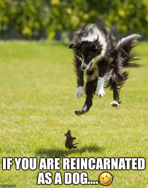 IF YOU ARE REINCARNATED AS A DOG....🤣 | made w/ Imgflip meme maker