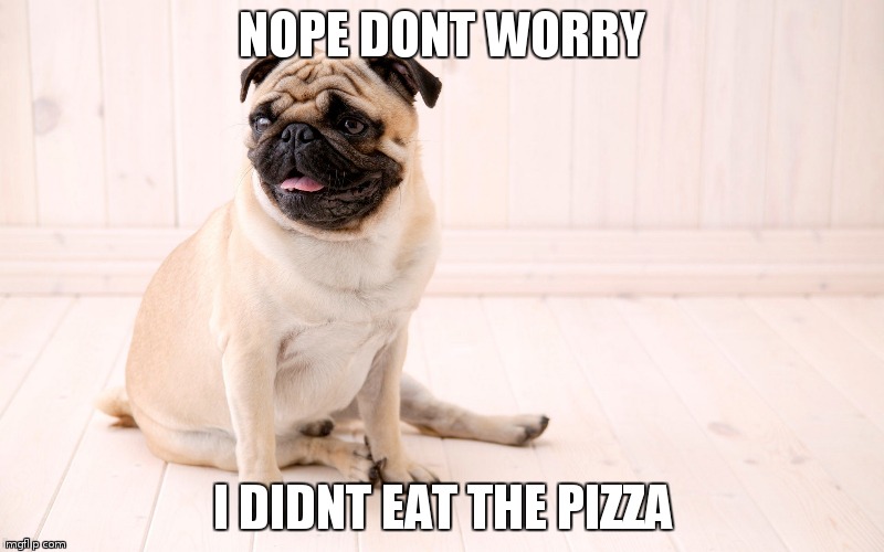 NOPE DONT WORRY; I DIDNT EAT THE PIZZA | image tagged in guilty pug | made w/ Imgflip meme maker