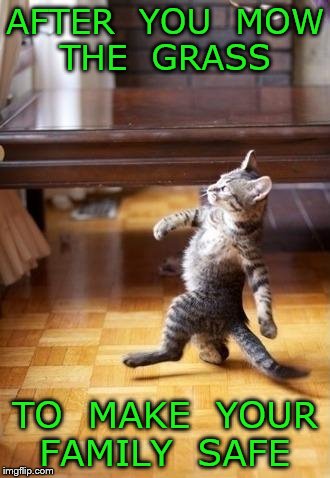 Cat strutting  | AFTER  YOU  MOW  THE  GRASS; TO  MAKE  YOUR  FAMILY  SAFE | image tagged in cat strutting | made w/ Imgflip meme maker