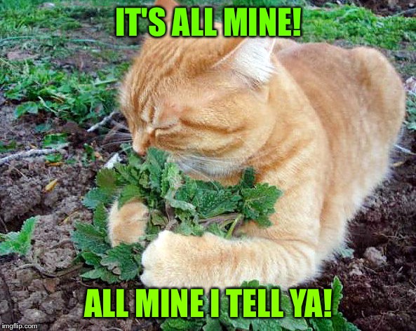 IT'S ALL MINE! ALL MINE I TELL YA! | made w/ Imgflip meme maker