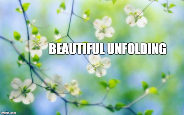 flowers | BEAUTIFUL UNFOLDING | image tagged in flowers | made w/ Imgflip meme maker