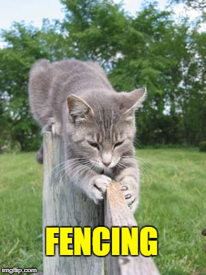 MY OLYMPIC SPORT |  FENCING | image tagged in cat,sport,fencing,cats at olympics | made w/ Imgflip meme maker