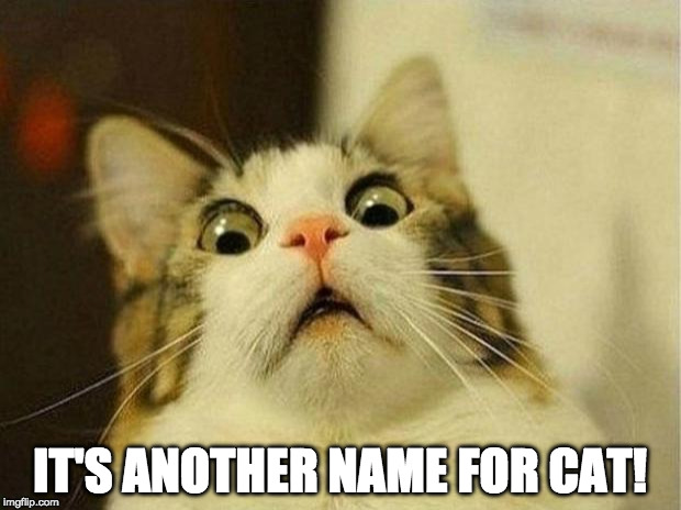 Scared Cat Meme | IT'S ANOTHER NAME FOR CAT! | image tagged in memes,scared cat | made w/ Imgflip meme maker