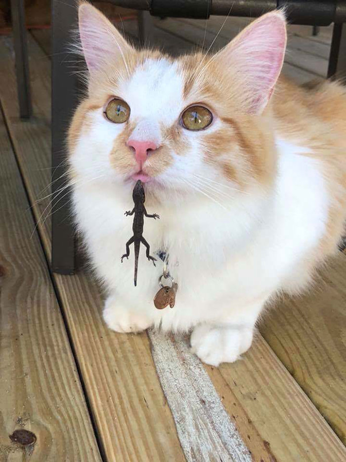 High Quality lizard got cat's tongue Blank Meme Template