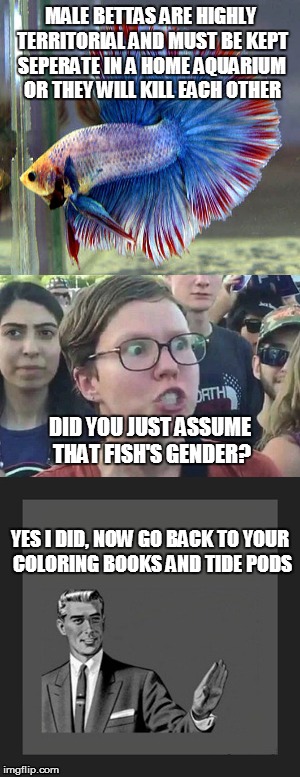 The Gender Politics of Fish Keeping | MALE BETTAS ARE HIGHLY TERRITORIAL AND MUST BE KEPT SEPERATE IN A HOME AQUARIUM OR THEY WILL KILL EACH OTHER; DID YOU JUST ASSUME THAT FISH'S GENDER? YES I DID, NOW GO BACK TO YOUR COLORING BOOKS AND TIDE PODS | image tagged in triggered liberal,kill yourself guy,nature | made w/ Imgflip meme maker