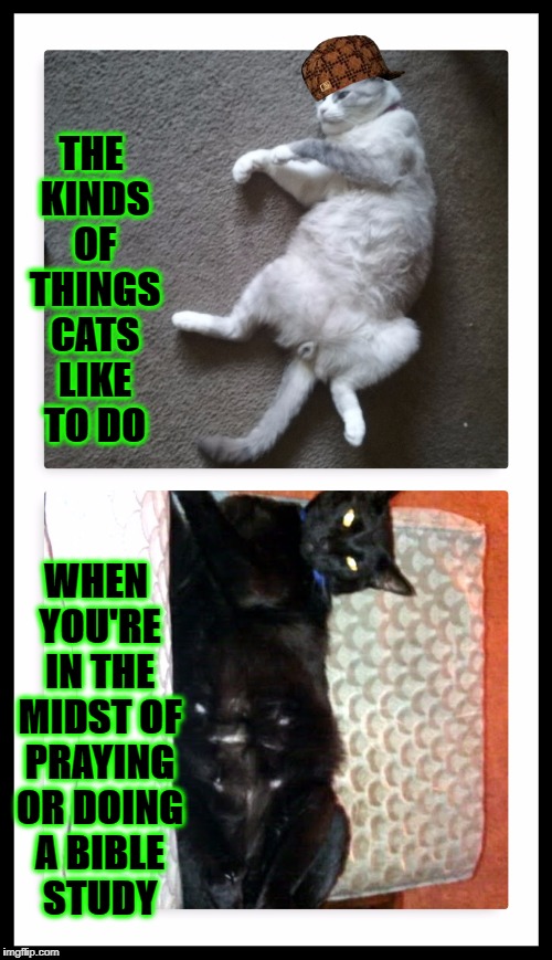 THE KINDS OF THINGS CATS LIKE TO DO; WHEN YOU'RE IN THE MIDST OF PRAYING OR DOING A BIBLE STUDY | image tagged in cats are heathens,scumbag | made w/ Imgflip meme maker
