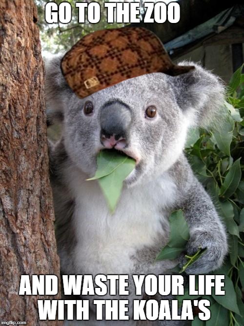 Surprised Koala | GO TO THE ZOO; AND WASTE YOUR LIFE WITH THE KOALA'S | image tagged in memes,surprised koala,scumbag | made w/ Imgflip meme maker