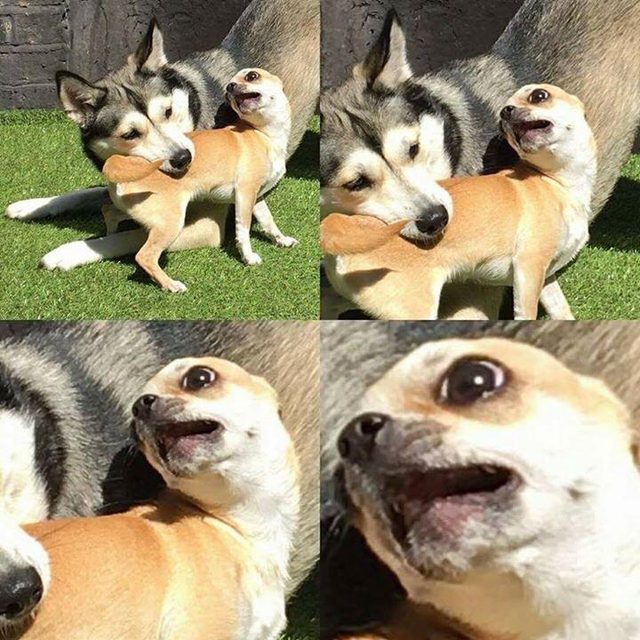 High Quality dog biting dog Blank Meme Template