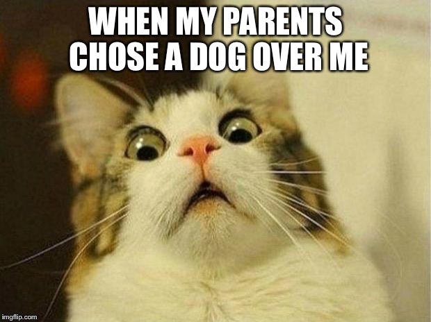 Scared Cat Meme | WHEN MY PARENTS CHOSE A DOG OVER ME | image tagged in memes,scared cat | made w/ Imgflip meme maker