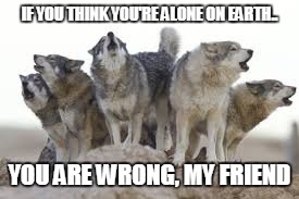 You're not alone | IF YOU THINK YOU'RE ALONE ON EARTH.. YOU ARE WRONG, MY FRIEND | image tagged in wolf pack | made w/ Imgflip meme maker