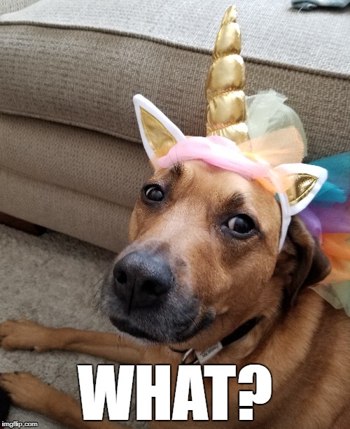 What? | WHAT? | image tagged in funny dog memes,unicorn,dog memes,what | made w/ Imgflip meme maker