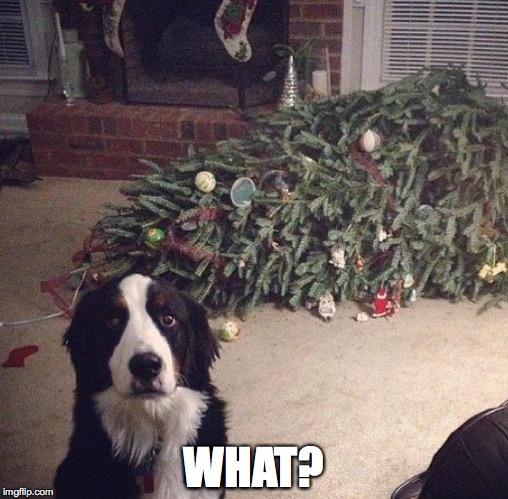 Dog Christmas Tree | WHAT? | image tagged in dog christmas tree | made w/ Imgflip meme maker
