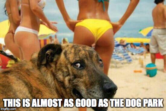 soon meme -dog bikini | THIS IS ALMOST AS GOOD AS THE DOG PARK | image tagged in soon meme -dog bikini | made w/ Imgflip meme maker