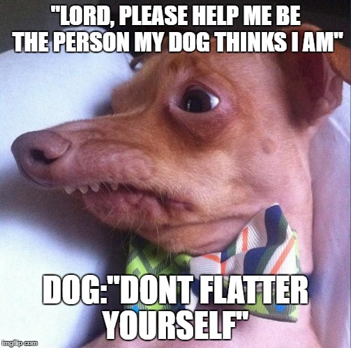 Tuna the dog (Phteven) | "LORD, PLEASE HELP ME BE THE PERSON MY DOG THINKS I AM"; DOG:"DONT FLATTER YOURSELF" | image tagged in tuna the dog phteven | made w/ Imgflip meme maker