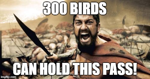 Sparta Leonidas Meme | 300 BIRDS CAN HOLD THIS PASS! | image tagged in memes,sparta leonidas | made w/ Imgflip meme maker