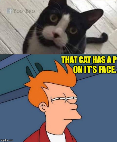 I see it now! | THAT CAT HAS A P; ON IT'S FACE. | image tagged in cats,futurama fry,memes,funny | made w/ Imgflip meme maker