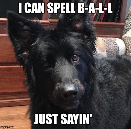 Dogs are Smart | I CAN SPELL B-A-L-L; JUST SAYIN' | image tagged in dogs | made w/ Imgflip meme maker