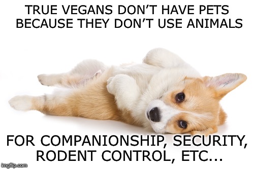 Give me a belly rub | TRUE VEGANS DON’T HAVE PETS BECAUSE THEY DON’T USE ANIMALS FOR COMPANIONSHIP, SECURITY, RODENT CONTROL, ETC... | image tagged in give me a belly rub | made w/ Imgflip meme maker